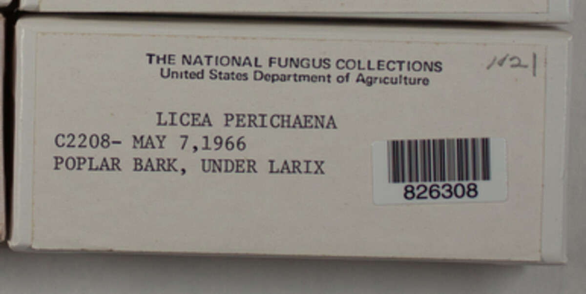 Licea image